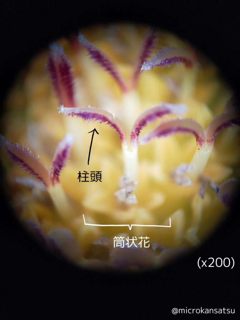 ひまわり