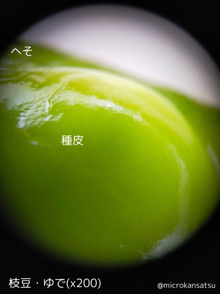 えだまめ