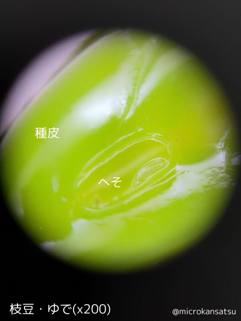 えだまめ