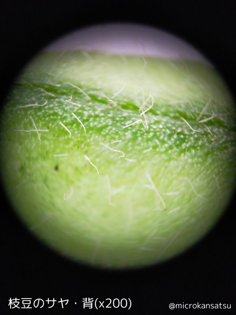 枝豆