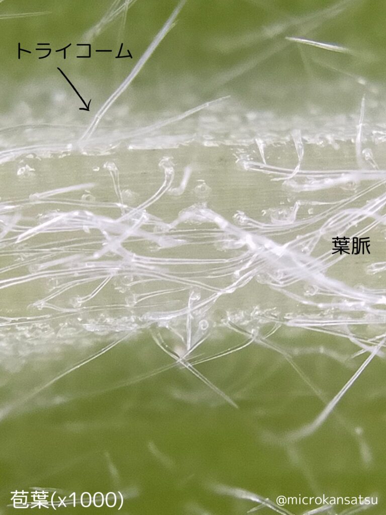 とうもろこし苞葉