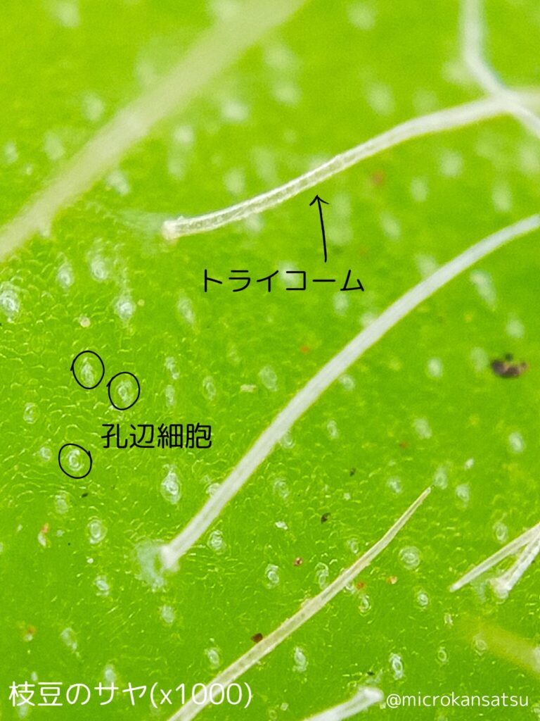 枝豆