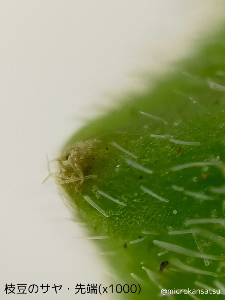 枝豆