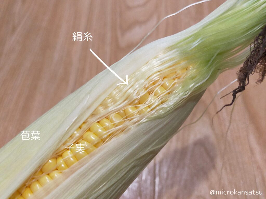 とうもろこし